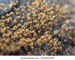 Attēlu rezultāti vaicājumam “Physarum pezizoideum macro”