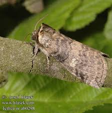 Attēlu rezultāti vaicājumam “Tethea or”