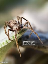 Attēlu rezultāti vaicājumam “Pisaura mirabilis”