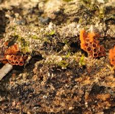 Attēlu rezultāti vaicājumam “Metatrichia vesparia”