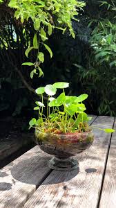 Attēlu rezultāti vaicājumam “Hydrocotyle vulgaris”