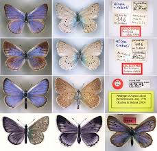 Attēlu rezultāti vaicājumam “Maculinea alcon upperside”