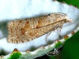 Attēlu rezultāti vaicājumam “Epiblema grandaevana”