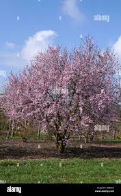 Attēlu rezultāti vaicājumam “Prunus cerasifera flower”
