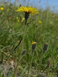 Attēlu rezultāti vaicājumam “Leontodon hispidus flower”