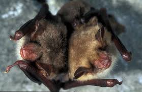 Attēlu rezultāti vaicājumam “Myotis sp.”