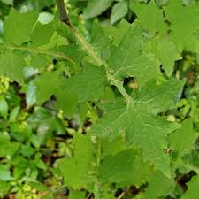 Attēlu rezultāti vaicājumam “Mycelis muralis”