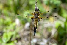 Attēlu rezultāti vaicājumam “Libellula quadrimaculata eggs”