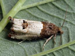 Attēlu rezultāti vaicājumam “Notocelia roborana”