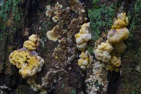 Attēlu rezultāti vaicājumam “Coniophora puteana”