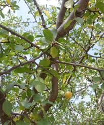 Attēlu rezultāti vaicājumam “Prunus cerasifera var. divaricata”