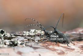 Attēlu rezultāti vaicājumam “Monochamus sutor”