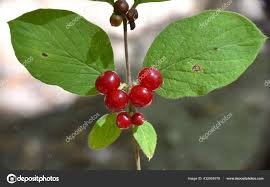 Attēlu rezultāti vaicājumam “Lonicera xylosteum fruit”