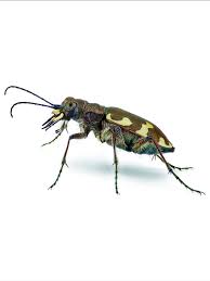 Attēlu rezultāti vaicājumam “Cicindela hybrida”