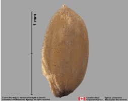 Attēlu rezultāti vaicājumam “Alopecurus pratensis fruit”