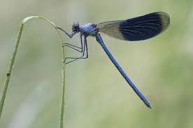 Attēlu rezultāti vaicājumam “Calopteryx splendens”