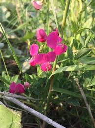 Attēlu rezultāti vaicājumam “Lathyrus tuberosus bud”