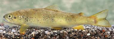 Image result for Salmo zrmanjaensis
