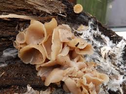 Attēlu rezultāti vaicājumam “Peziza varia”