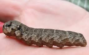 Attēlu rezultāti vaicājumam “Deilephila porcellus”