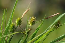 Attēlu rezultāti vaicājumam “Carex lepidocarpa”