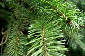 Attēlu rezultāti vaicājumam “Picea abies leaf”
