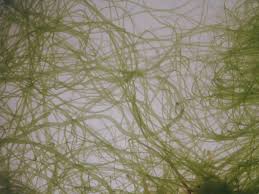 Attēlu rezultāti vaicājumam “Enteromorpha sp.”