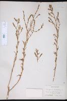 Attēlu rezultāti vaicājumam “Corispermum hyssopifolium”