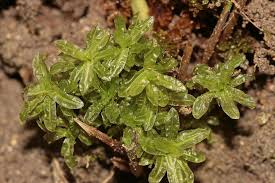Attēlu rezultāti vaicājumam “Encalypta streptocarpa sporophyte”