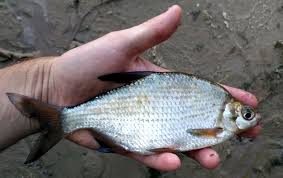 Image result for Blicca bjoerkna