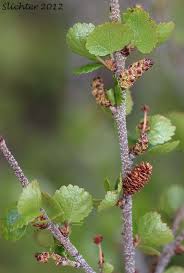 Attēlu rezultāti vaicājumam “Betula nana”