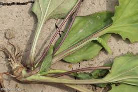 Attēlu rezultāti vaicājumam “Plantago major subsp. intermedia”