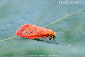 Attēlu rezultāti vaicājumam “Miltochrista miniata”