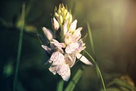 Attēlu rezultāti vaicājumam “Dactylorhiza maculata bud”