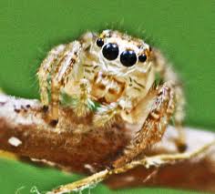 Attēlu rezultāti vaicājumam “Salticidae”