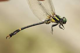 Attēlu rezultāti vaicājumam “Gomphidae”