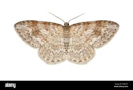 Attēlu rezultāti vaicājumam “Hydrelia sylvata”