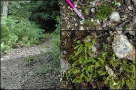 Attēlu rezultāti vaicājumam “Pohlia wahlenbergii var. calcarea”