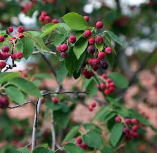 Attēlu rezultāti vaicājumam “Amelanchier canadensis”