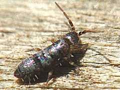 Attēlu rezultāti vaicājumam “Heteromurus nitidus”