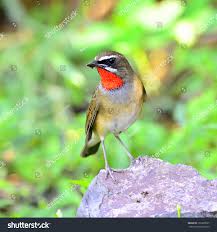 Image result for Luscinia sibilans