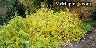 Attēlu rezultāti vaicājumam “Hamamelis vernalis”