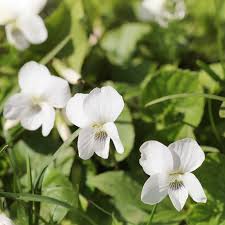 Image result for Viola odorata