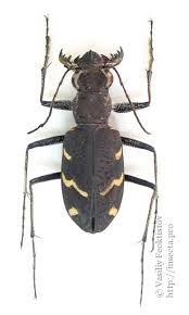 Attēlu rezultāti vaicājumam “Cicindela sylvatica”