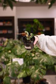 Attēlu rezultāti vaicājumam “Conardia compacta”