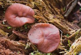 Attēlu rezultāti vaicājumam “Discina perlata”