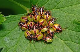 Attēlu rezultāti vaicājumam “Palomena prasina nymph”