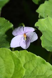 Attēlu rezultāti vaicājumam “Viola palustris”
