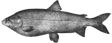 Image result for Coregonus lavaretus