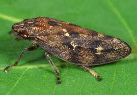 Attēlu rezultāti vaicājumam “Aphrophora nymph”